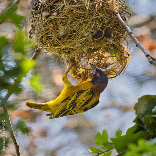 A breeding male village weaver, Ploceus cucullatus, hangs upside down from its intricately woven grass nest while meticulously building the structure.