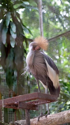grey crowned crane preening its body feathers in the cage, grey feathers bird in the zoo, low angle