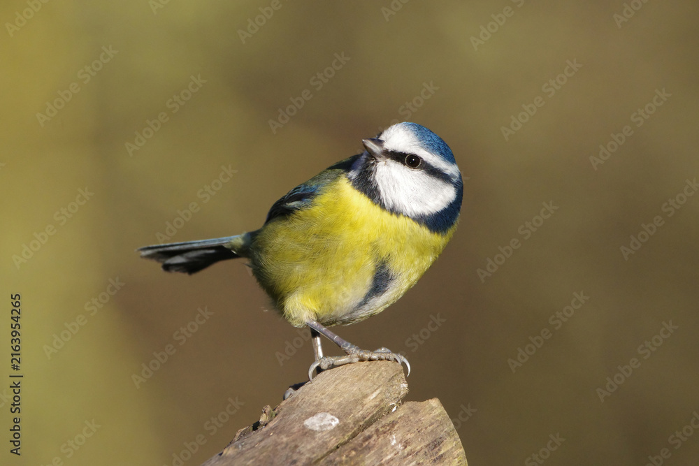 Obraz premium Eurasian Blue Tit Perched on a Wooden Post Close Up Shot