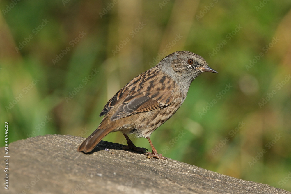 Fototapeta premium Dunnock perched on a wooden post with a blurred green background