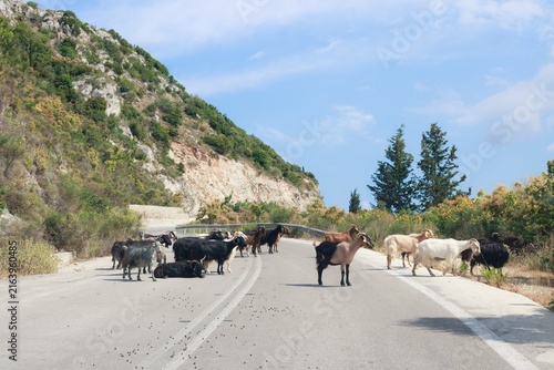 Foto Herd of goats blocking a rural mountain road