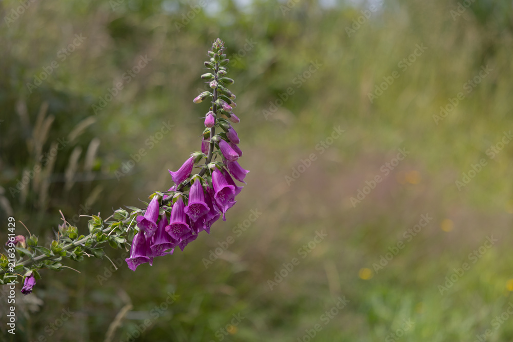 Fototapeta premium Purple foxglove flower blooming in a field