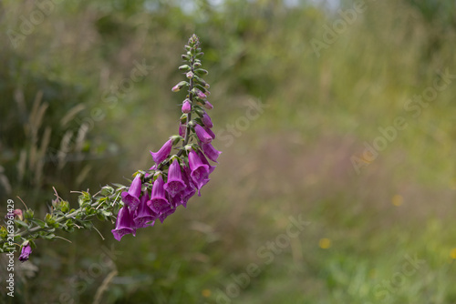Purple foxglove flower blooming in a field
