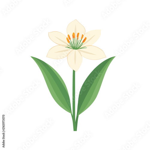 A single beautiful lily flower illustration with green leaves and delicate petals in a simple hand drawn style isolated on transparent background, Vector