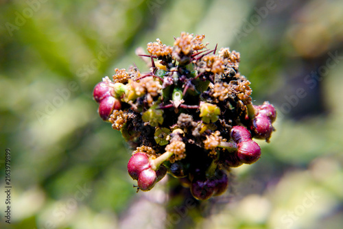 Konstfotografi Vibrant Macro Detail of Unique Plant with Red Buds, Sharp Thorns, and Delicate F