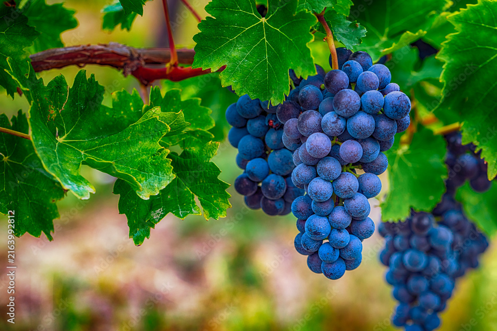 Obraz premium blue merlot grapes in vineyard 