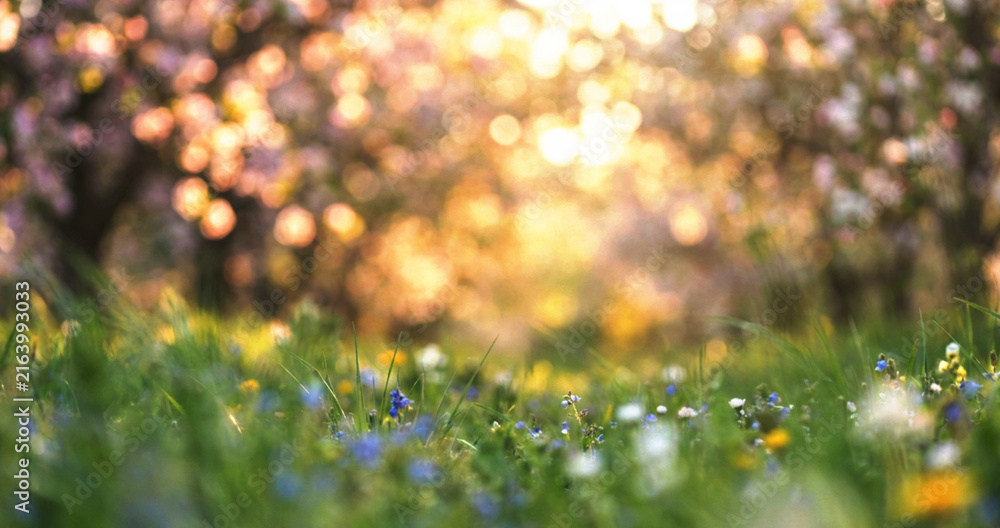 Fototapeta premium A beautiful sunlit field filled with vibrant wildflowers in soft focus, surrounded by blossoming trees, creating a tranquil and colorful spring atmosphere.