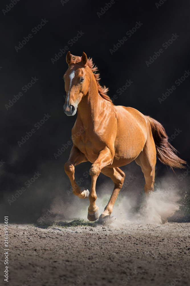 Obraz premium Red horse free run in dust