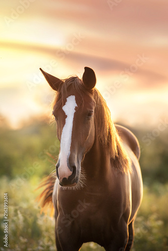 Red horse in sunlight