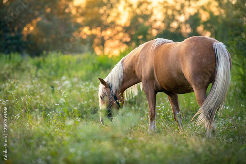 Cremello mare on sunset light