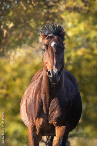 Horse run free