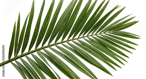 Canvastavla Close-up of a vibrant green palm frond with intricate leaf patterns on a white b