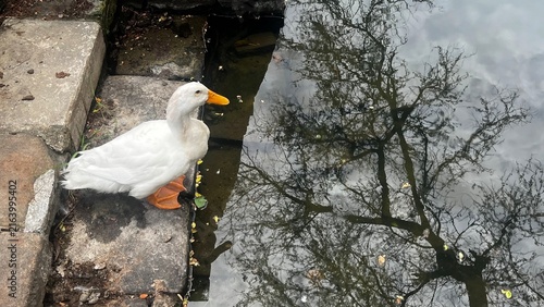 Obraz na płótnie A white Pekin duck standing on a stone edge near a calm pond with beautiful tree