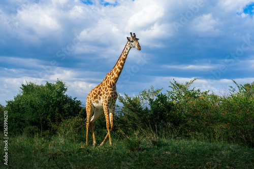 Beautiful giraffe with beautiful view 