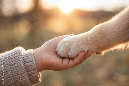 child Hand Gently Holding a Dog’s Paw