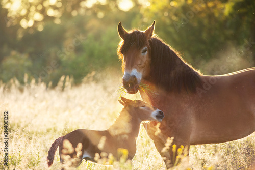Cuadro en lienzo Bay belgian draft mare and foal
