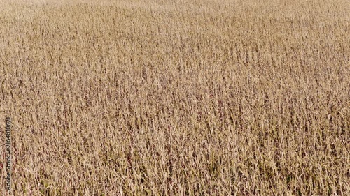 Vast agricultural field of dry, ripe soybeans gently swaying in the autumn wind under the bright sun, showcasing a bountiful crop ready for harvest in a beautiful rural countryside setting