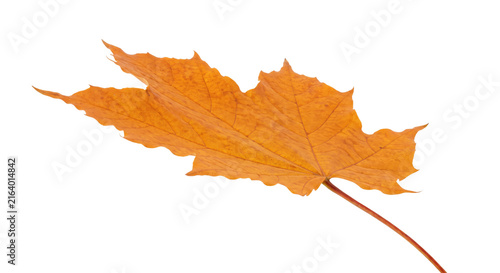 Obraz na plátne Single orange maple leaf isolated on a white background in autumn