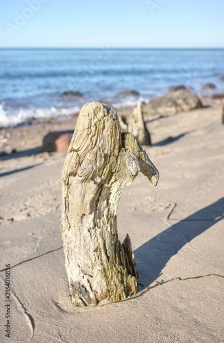 A tree stump on the beach, selective focus.