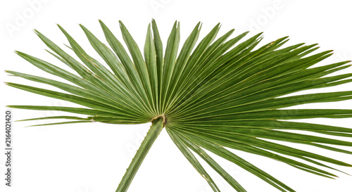 Fotografía Close-up of a vibrant green palm frond with intricate vein patterns on a white b