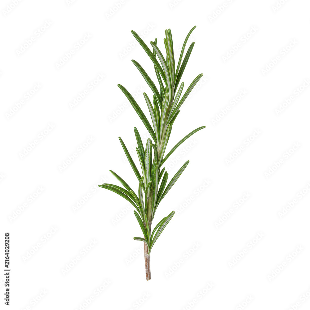Obraz premium Single fresh green rosemary sprig with slender leaves is captured in a bright studio shot