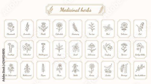 Medicinal Herbs Collection Botanical Line Art Icons