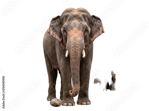 Large Asian elephant standing isolated on white background for wildlife design projects.