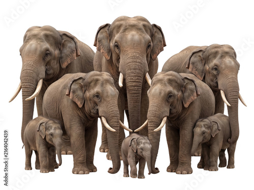 Group of African elephants with calves isolated on white background for wildlife design