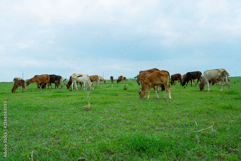Naklejka premium Buffalo grazing in a flooded rice field during the monsoon season.