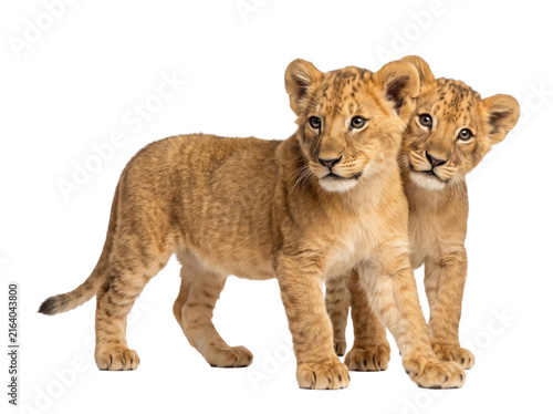 Two cute lion cubs standing together isolated on white background