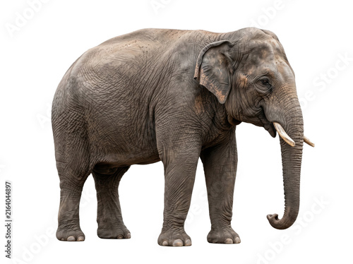 Full body side view of a majestic African elephant isolated on a white background