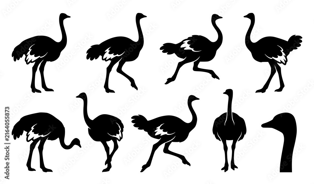 Obraz premium Ostrich Silhouette Vector Collection with Various Running Walking and Standing Bird Poses for Wildlife Logos African Safari Theme Graphics and Signs