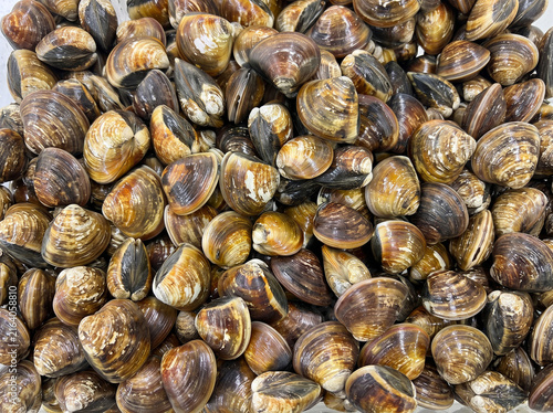 Quadro su tela A close-up overhead view of fresh clams piled together, covering the entire frame