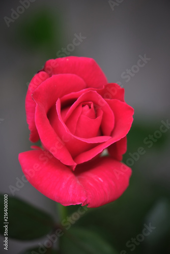 Rosa Roja de Sant Jordi con hermosa composición en un jardín