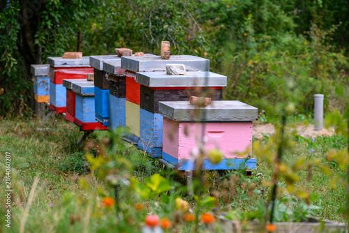 Row of colorful beehives in garden setting