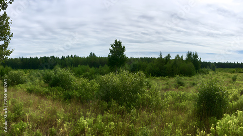 Serene Meadow Landscape
