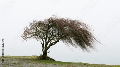 Windswept tree on a grassy knoll against a pale sky