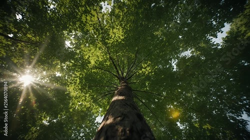 Low Angle View of Forest Canopy with Sunlight Sun Rays Through Tree Leaves