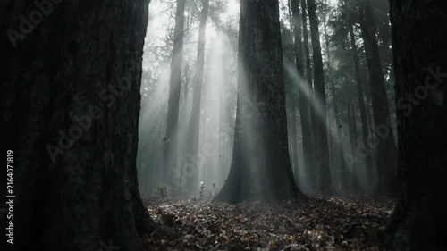 Sunlight Beams Piercing Through Misty Forest Trees Video Footage