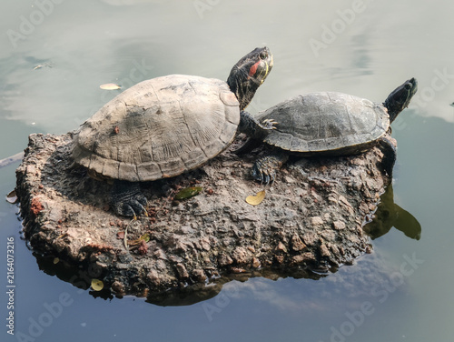 Bild auf Leinwand Red-Eared Slider Turtles Basking Together on a Rock Above Pond Water