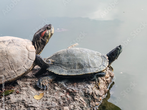 Foto Close View Red-Eared Slider Turtles Resting Together on a Rocky Pond Edge