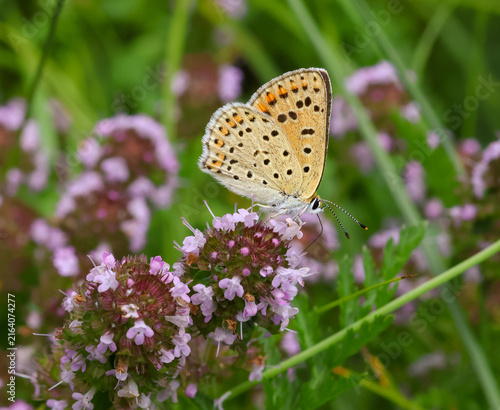 macro of a female Lycaena tityrus the sooty copper butterfly on thymus 