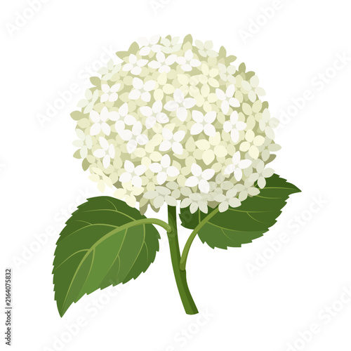 Vector illustration of Hydrangea arborescens flower, also called Hydrangea Annabelle, isolated on white background.