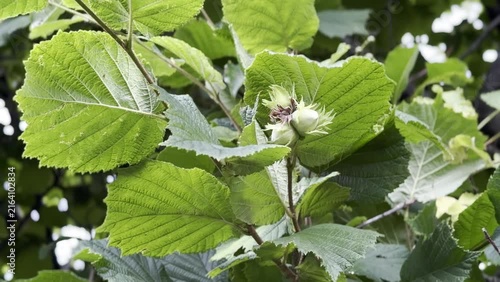 Green hazelnut cluster developing among lush green leaves in a natural setting, showcasing the growth stages of the nut on a hazel tree branch