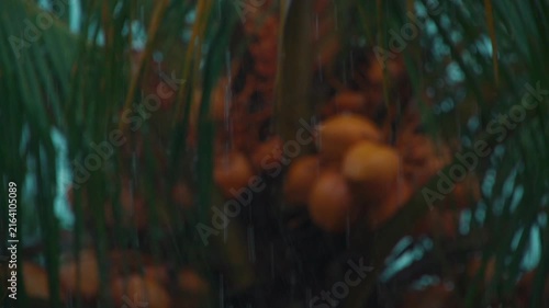 slow motion of rain falling on coconut palm in tropical rainforest, close up of palm leaves in bali, indonesia during rainy weather 4k