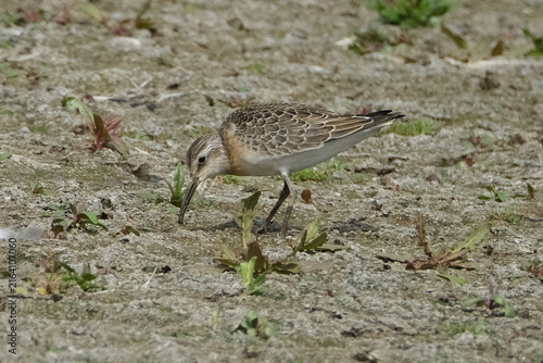 Konstfotografi Baird's Sandpiper (Calidris bairdii) foraging for food on dry mud flats during m