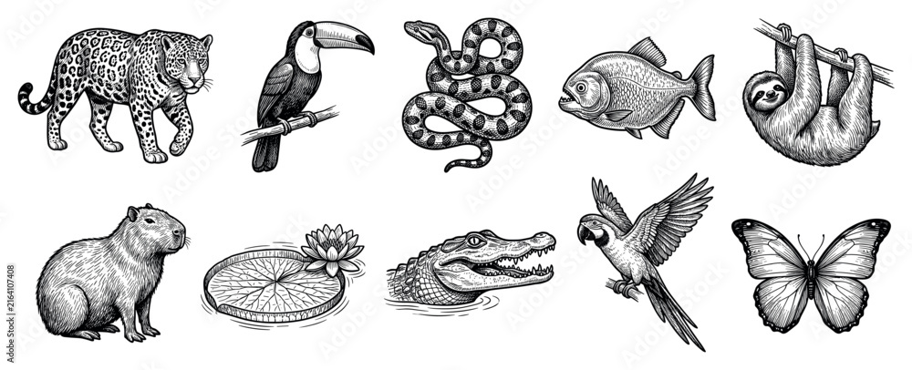 Obraz premium Jungle animals icons set. Exotic wildlife and nature concept. Includes jaguar, toucan, snake, piranha, sloth, capybara, water lily, alligator, macaw, butterfly. Engraving style