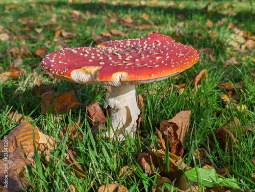 Quadro su tela Vibrant red fly agaric mushroom resting on lush green grass