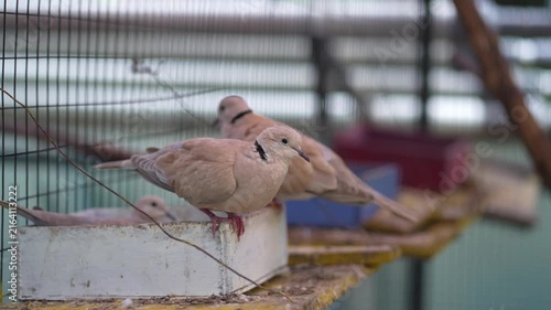 barbary dove scratching its neck with foot in big bird cage, doves stand on bird feeder