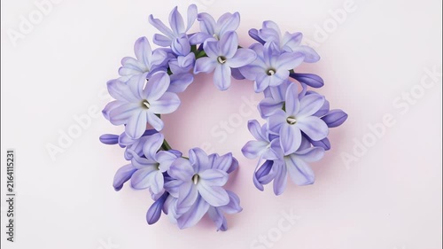 Hyacinth flowers forming a circular frame on a pink background symbolizing spring and delicate nature beauty